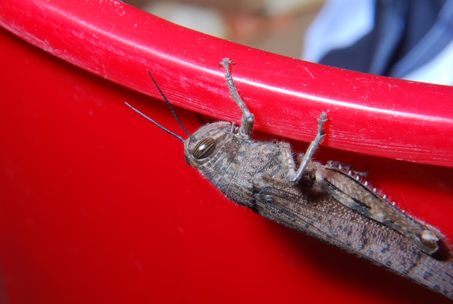Cavalletta: Anacridium aegyptium